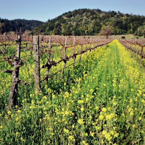 EarlyVines
