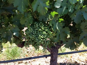 Napa Grapes