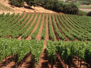 Napa Fields