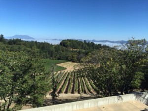 Napa View 2015