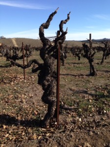 Napa Winter