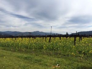 Winter Vineyard