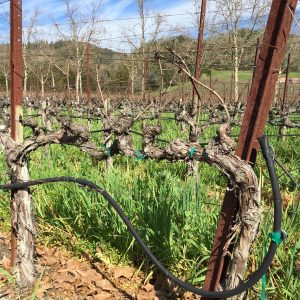 Napa Valley Vines